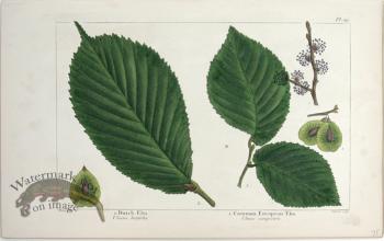 28 Dutch Elm Euro Elm